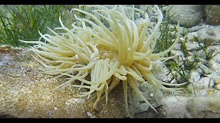 Attinia o anemone di mare Heteractis crispa [upl. by Lalage]