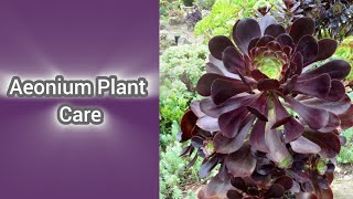 Aeonium succulent Plant Reporting  Aeonium Plant Care [upl. by Hgierb]