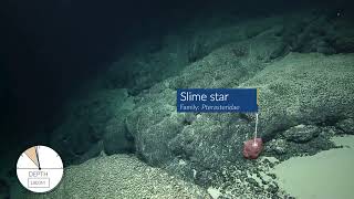 Slime Star Surprises Scientists near Kingman Reef  Nautilus Live shorts [upl. by Christiana]