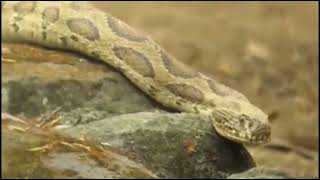 Russells viper Daboia russelii  highly venomous snake [upl. by Mikeb300]