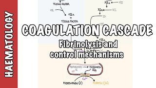 Coagulation Cascade and Fibrinolysis  clotting factors regulation and control mechanism [upl. by Queenie377]