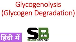 Glycogenolysis  Glycogen metabolism in Hindi [upl. by Lahey]