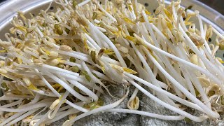 Growing Bean Sprouts in 2 and a half days without touching  VH22 Bep Viet [upl. by Melone]