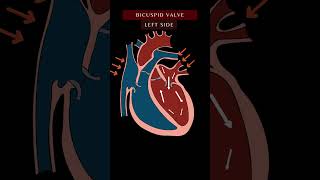 Blood Flow Through the Heart Animation In 1 Minute  Cardiac Physiology bloodflow shorts [upl. by Anelaj]