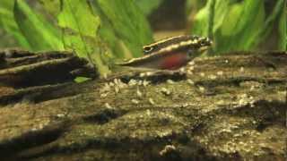 Kribensis cichlid fry amazing Pelvicachromis pulcher [upl. by Xantha]