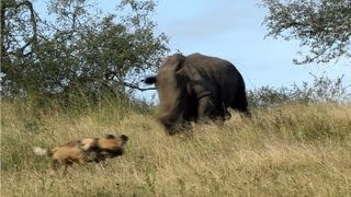 Rhino vs Wild Dogs A Tense Encounter [upl. by Aikenahs]