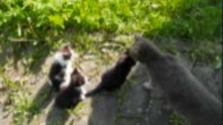 Lustige Baby Katzen auf Video  einfach süß und goldig [upl. by Honan433]