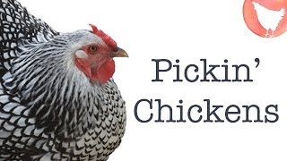 Choosing Chicken Breeds [upl. by Toh]