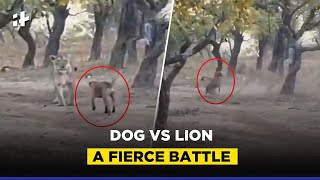 Dog Vs Lion Viral Video A Fierce Battle [upl. by Irroc]