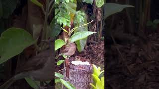 Thraupis episcopusazulejoTurdus ignobilismirla pantanera wildbirds aves thanks4u👍subscribe🦜🫶 [upl. by Inalel836]