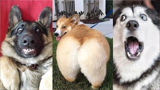 Vidéo des chien marrant et drôle  Compilation memes chien twitter et tik tok 2021 32 [upl. by Dib]