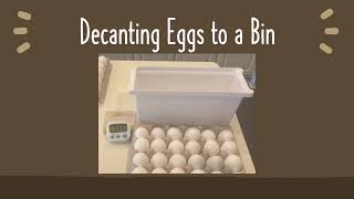 Eggs Decant into a Bin for Easier Storage and Use [upl. by Oeflein]