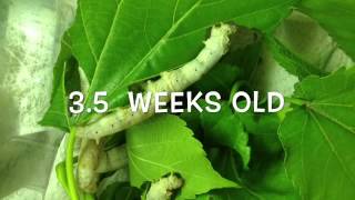 Silkworm lifecycle worm to cocoon [upl. by Arodnap]