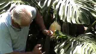 Monstera Deliciosa Jam Recipe Natures Laxative [upl. by Ymmas311]