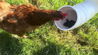 Automatic NoWaste PVC Chicken Feeder  RatProof w Hanging Lid  Ideal for Poultry amp Chicken Coops [upl. by Aicilehp]