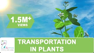 Transportation in Plants [upl. by Cerveny]