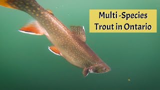 MultiSpecies Trout  10 Mile Lake Lodge [upl. by Estis]