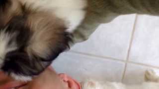 Playing with my little shineses Pekingese and shi tzu mix [upl. by Eirrej446]