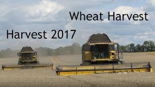 Harvest 2017  Harvesting Wheat With Two New Holland Combines [upl. by Centeno]