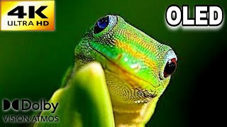 Demo OLED 60fps full HD Dolby vision Colors parte 2 [upl. by Sundin]