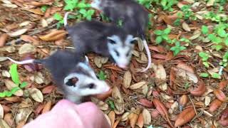 Everyone Should Start Their Day With Baby Possums [upl. by Novar]