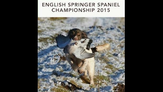 2015 English Springer Spaniel Championship [upl. by Ydak]