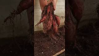 New technique for growing sweet potato plant sweetpotato sweet potato farming viral shorts [upl. by Blithe]