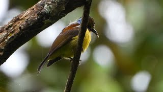 chirping of the beautiful yellow  OliveBacked Sunbirds  Kolibri Sriganti wildlife [upl. by Henriha]