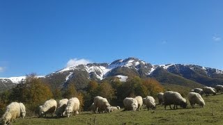 Reşadiye Türküleri Halay  Horon Tozanlı Yaylaları [upl. by Meeharbi150]