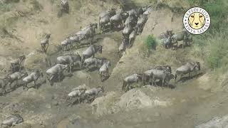 Stampede of Survival The Wildebeest Migration Saga [upl. by Qiratla]