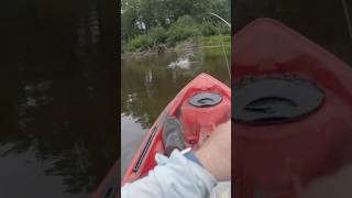 Pike Catch shorts fishing jump agressive pike angling kayakfishing exciting fish fun [upl. by Bashuk183]