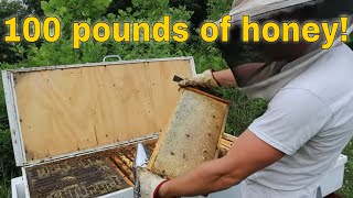 🔵Making honey with a long hive [upl. by Barfuss]