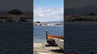 Un arroaz se deja ver nadando en la dársena de Santo Tomé en Cambados [upl. by Joacima]