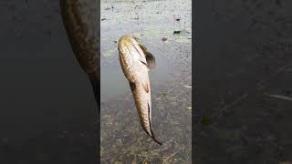 FiSHING fishinglife meenachil fishing [upl. by Osber]