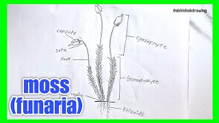 how to Draw Diagram of mosses funaria Mossfunaria labelled Diagram how to Draw [upl. by Norramic]