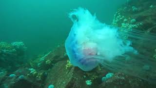 Crumbstone Farne Islands Diving [upl. by Oijile]