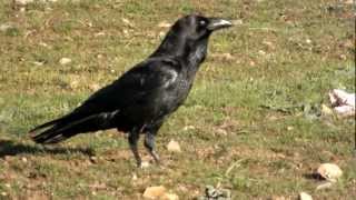 Extremadura Birding Raven feeding with Azurewinged Magpie watching [upl. by Atiuqihc251]