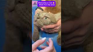 Rescuing a Kitten with Parasites in Its Eye CatRescue RescueCat [upl. by Oren300]