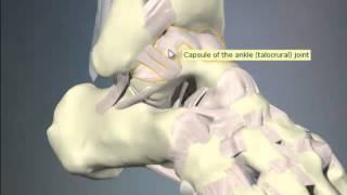 Chronic Inversion Ankle Sprain 1 [upl. by Imalda]