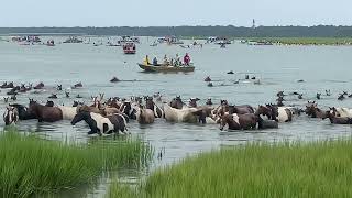 99th Annual Chincoteague Pony Swim — July 242024 [upl. by Lawry679]