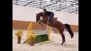 2019 gelding Corydon van TL  Thunder vd Zuuthoeve [upl. by Herc]