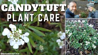 🍭 Candytuft Care  Evergreen Candytuft  SGD 332 🍭 [upl. by Prober466]