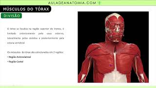 MÚSCULOS DO TÓRAX REGIÃO ANTEROLATERAL medicina anatomia anatomy medico fisioterapia anato [upl. by Laro586]