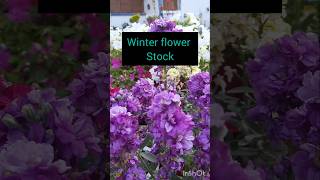 How to grow and care stock plant stock flower की देखभाल। Growing stock flower youtubeshorts [upl. by Plunkett467]