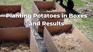 Planting Potatoes in Boxes and the Results [upl. by Plossl]