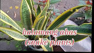 binefits of snakeplants [upl. by Lepley]