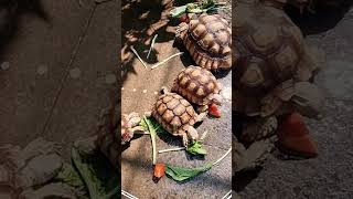 Sulcata Tortoise Breakfast time sulcata tortoise kurakura animals fauna [upl. by Nnaegroeg]