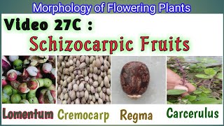 Schizocarpic Fruits  Splitting Fruit and its type  Simple Fruit  Dry Fruit  Schizocarpic Fruit [upl. by Kiah]