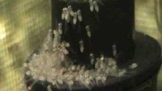 angel fish babies or wrigglers [upl. by Damiani442]