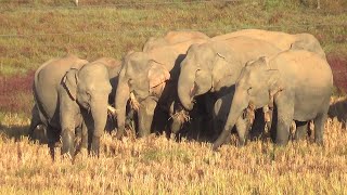 Numaligarh Wild Elephants Herd Eating Paddy Near Puarabangla Village [upl. by Eckblad846]